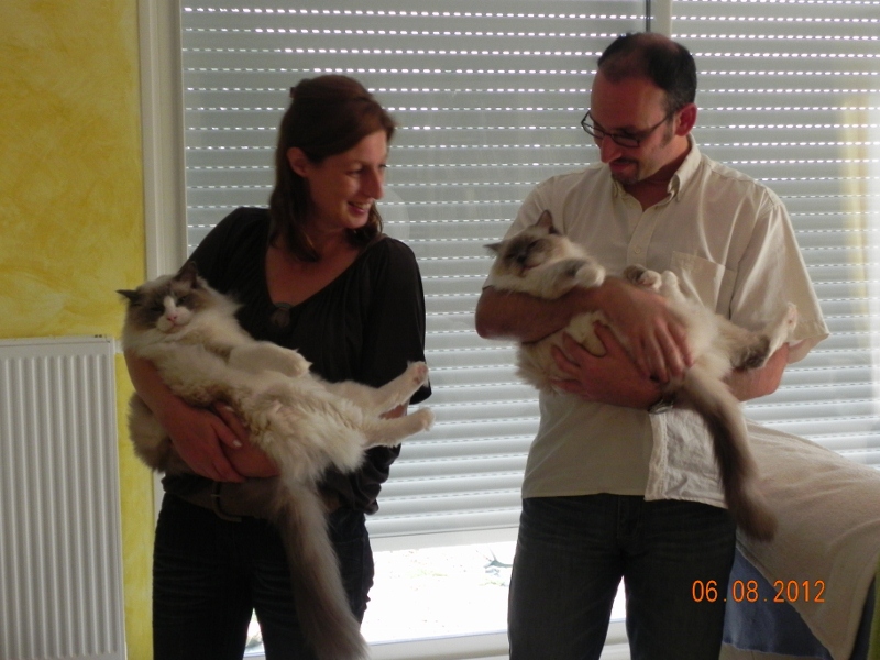 ELIOTT et ENZO, 3 ans, mâle bleu bicolore et bleu mitted