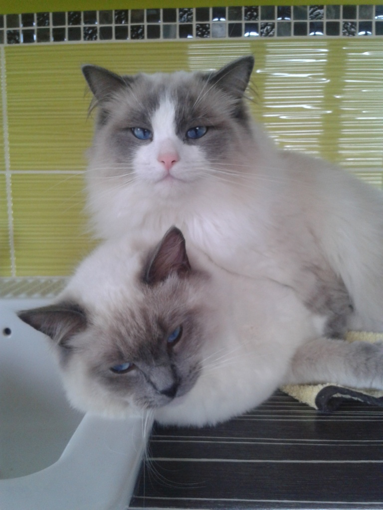 GLITTER et ELLA, ragdoll 3 ans