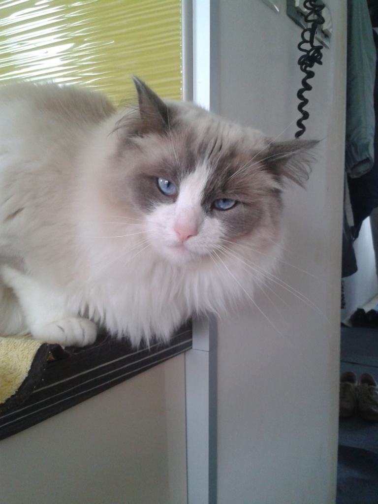 ELLA, 3 ans, bleu bicolore