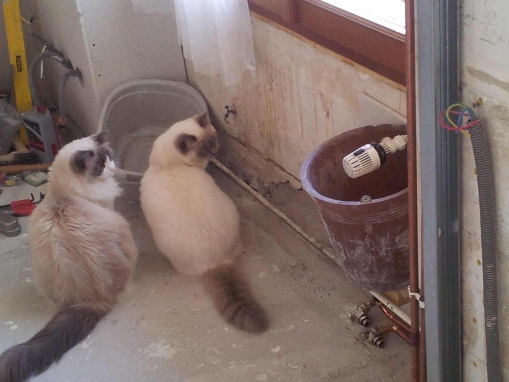 GLITTER et ELLA, ragdoll 3 ans