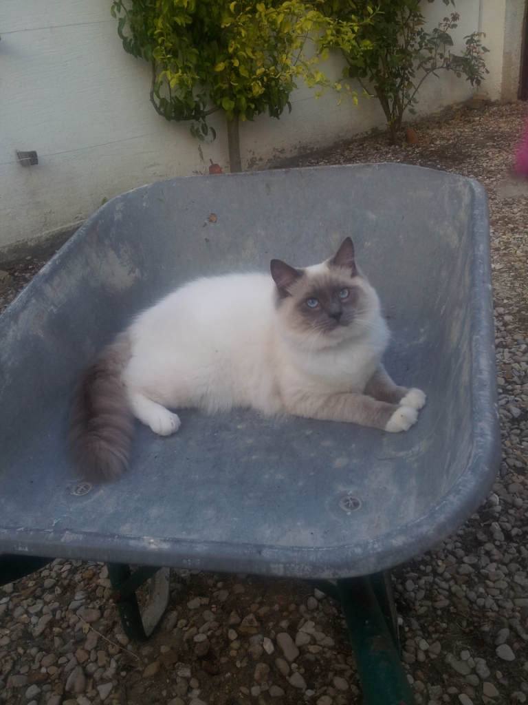 GLITTER, mâle bleu mitted 10 mois