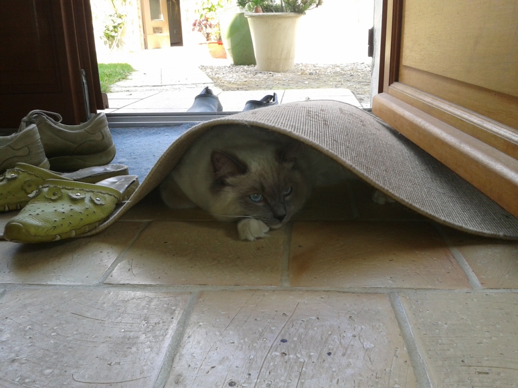 GLITTER, mâle bleu mitted 10 mois