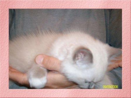 Deedge, chaton ragdoll bleu mitted