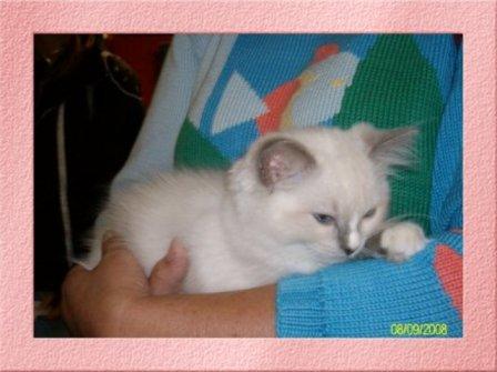 Deedge, chaton ragdoll bleu mitted