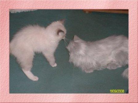 Deedge, chaton ragdoll bleu mitted