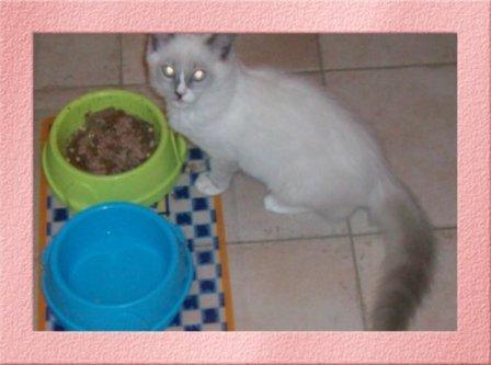 Deedge, chaton ragdoll bleu mitted