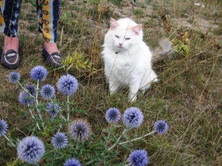 Chipie, 3 ans