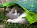 chats 2010