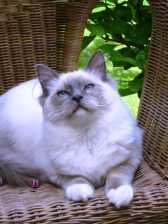 ENZO, frère de Engelle -Juillet 2010