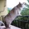 Chipie, 3 ans