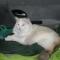Chipie, 3 ans