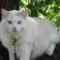 Chipie, 3 ans