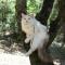 Chipie, 3 ans