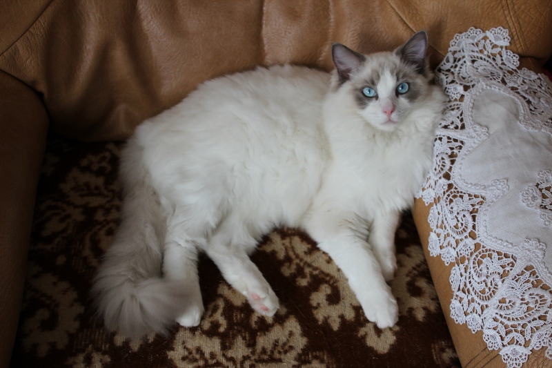 GLYCINE, 8 MOIS, ragdoll bleu bicolore