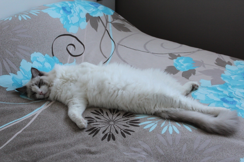 GLYCINE, 8 MOIS, ragdoll bleu bicolore