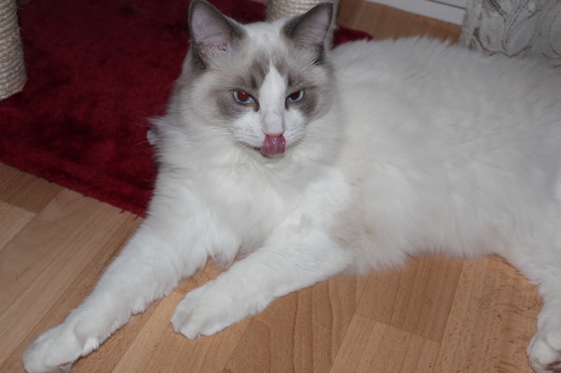 GLYCINE, 8 MOIS, ragdoll bleu bicolore