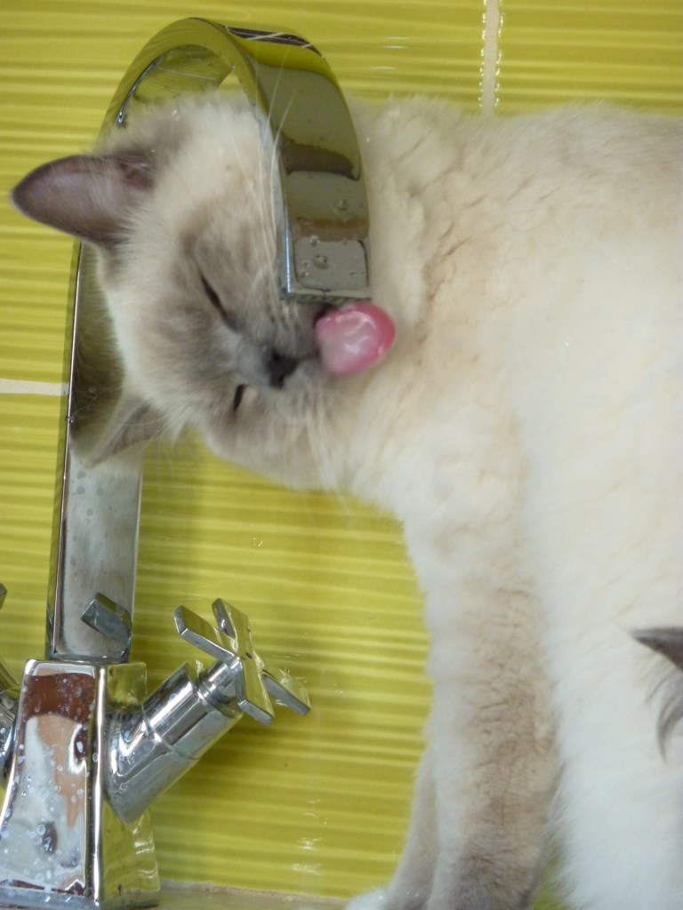 GLITTER, mâle bleu mitted 10 mois