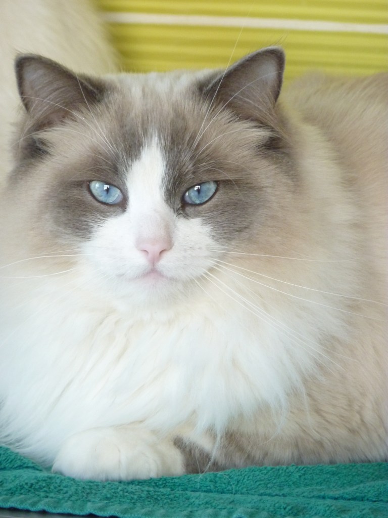 ELLA, ragdoll 3 ans