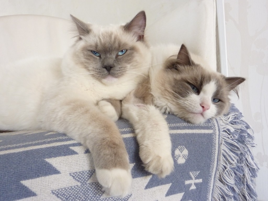 GLITTER et ELLA, ragdoll 3 ans