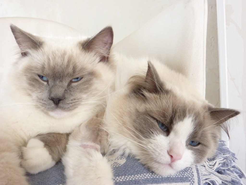 GLITTER et ELLA, ragdoll 3 ans