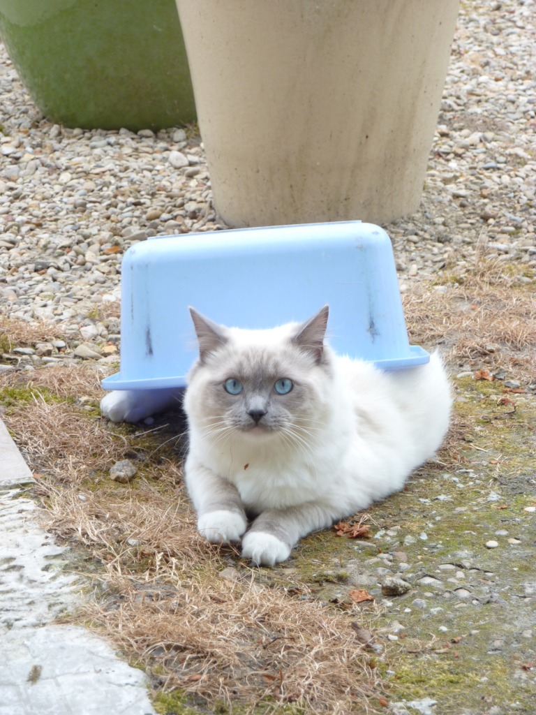 GLITTER, mâle bleu mitted 10 mois