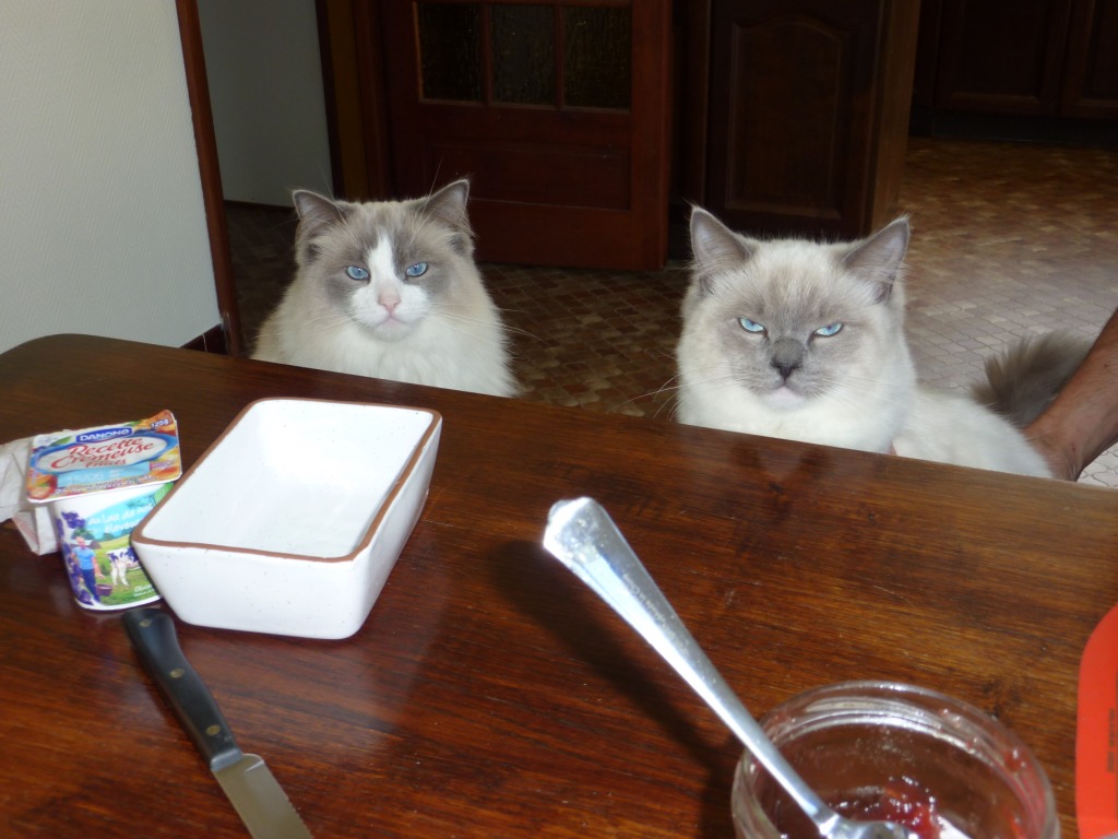 GLITTER et ELLA, ragdoll 3 ans