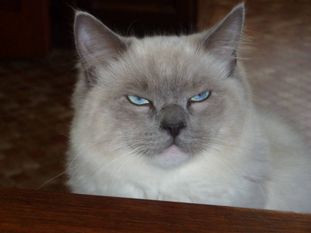 GLITTER, mâle bleu mitted 10 mois