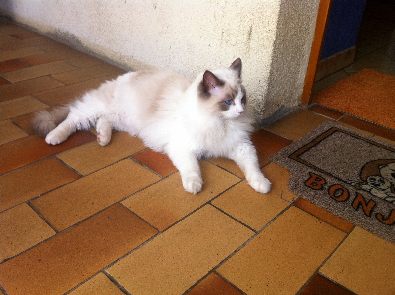 GEX, mâle ragdoll bleu bicolore