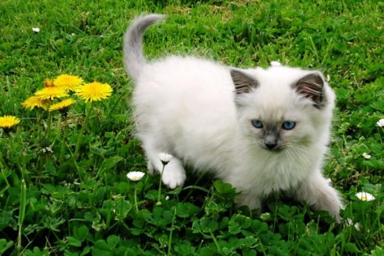 Chatonsprintemps14